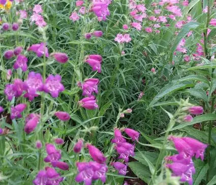 Penstemon, Red Rocks