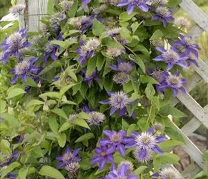 Clematis, Multi Blue