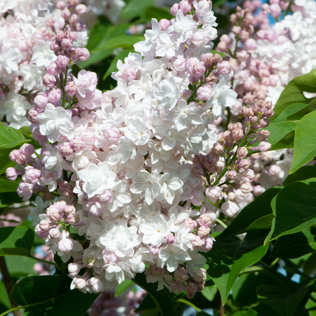Lilac, Beauty of Moscow