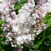 Lilac, Beauty of Moscow