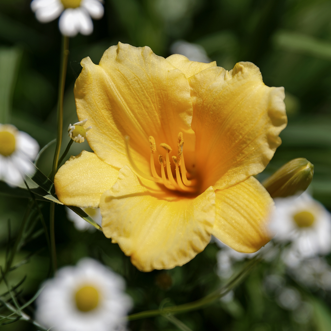 Daylily, Stella de Oro