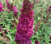 Butterfly Bush, Funky Fuchsia