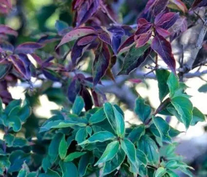 Dogwood, Dwarf Red Tipped