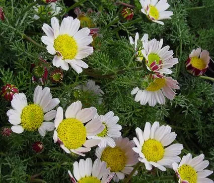 Anacyclus, Mountain Atlas Daisy