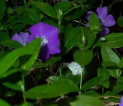 Periwinkle, Bowles