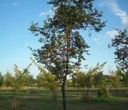Elm, Patriot