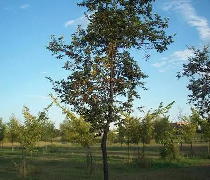 Elm, Patriot