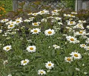 Daisy, Alaska Shasta