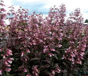 Penstemon, Dark Towers