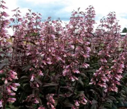 Penstemon, Dark Towers