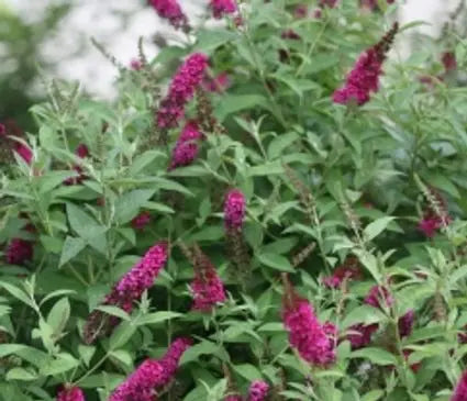 Butterfly Bush, Miss Molly