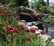 Blanket Flower, Burgundy
