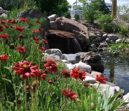 Blanket Flower, Burgundy