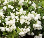 Mockorange, Snowbelle