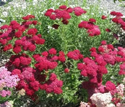 Yarrow  Pomegranate