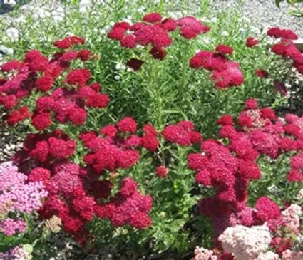 Yarrow  Pomegranate
