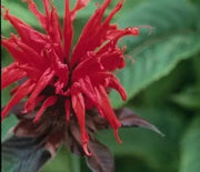 Bee Balm, Jacob Cline
