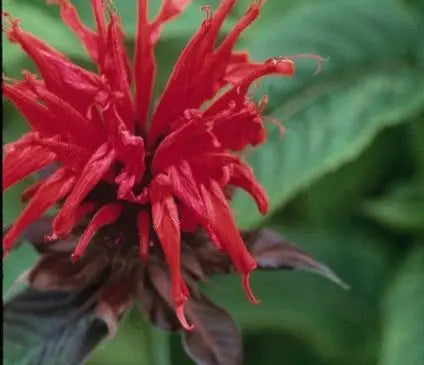 Bee Balm, Jacob Cline