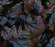 Ajuga, Mahogany