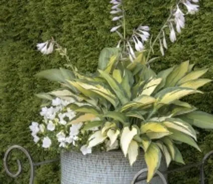 Hosta, Paul's Glory