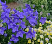 Balloon Flower, Sentimental Blue