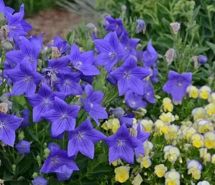 Balloon Flower, Sentimental Blue