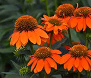 Coneflower, Sombrero Adobe