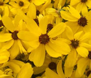 Tickseed, Imperial Sun