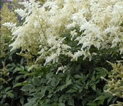 False Spirea, Deutschland