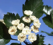 Hawthorn, Snowbird