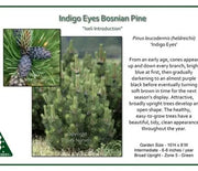 Pine, Bosnian Indigo Eyes