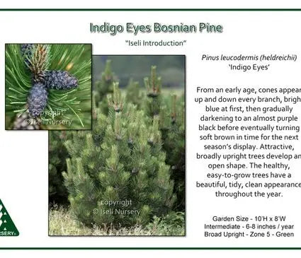 Pine, Bosnian Indigo Eyes