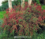 Cotoneaster, Rock