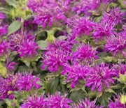 Bee Balm, Balmy Lilac (Bergamot)