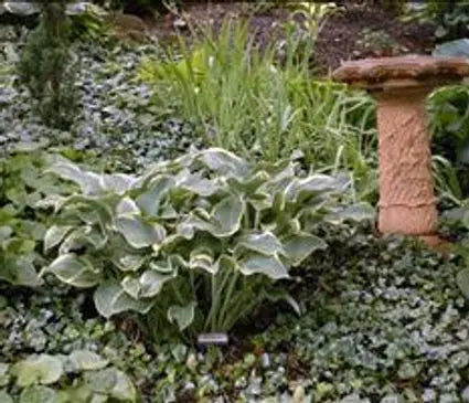 Hosta, Regal Splender