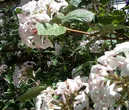 Viburnum, Burkwood
