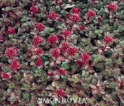 Sedum  Dragon’s Blood