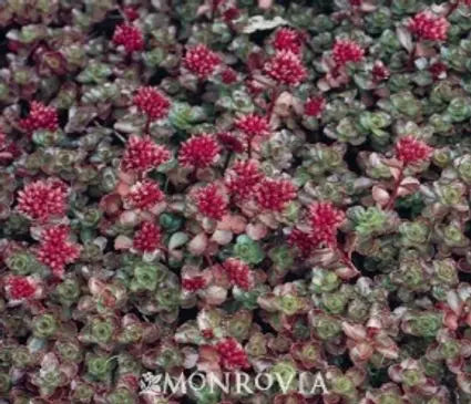 Sedum  Dragon’s Blood