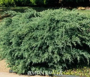 Juniper, Armstrong