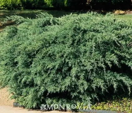 Juniper, Armstrong