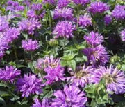 Bee Balm  Petite Delight