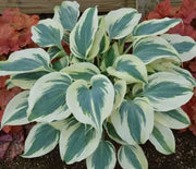 Hosta, Blue Ivory