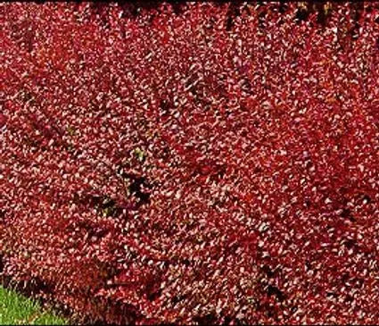 Barberry, Redleaf