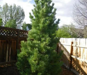 Pine, Swiss Stone