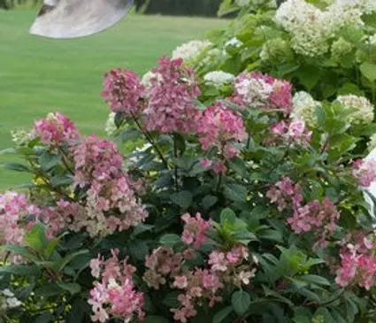 Hydrangea, Little Quick Fire