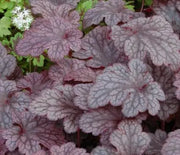 Coral Bells, Plum Pudding