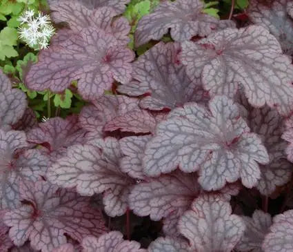 Coral Bells, Plum Pudding