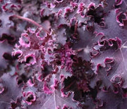Coral Bells, Purple Petticoats