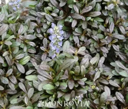 Ajuga, Chocolate Chip