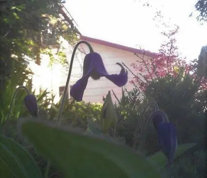 Clematis, Mongolian Bells